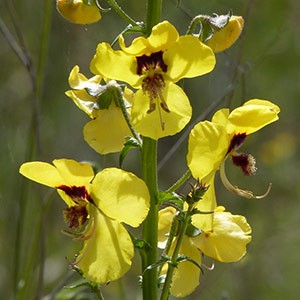 Mullein flowers - Verbascum sp. © John Muddeman